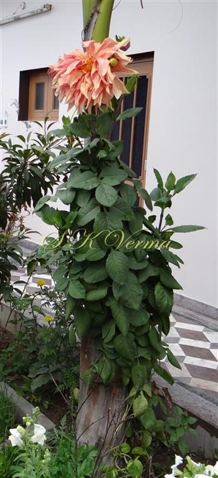  Plant